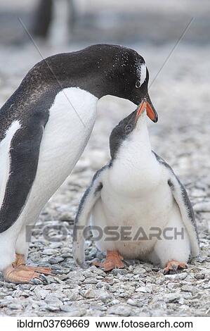 Stock Photo - "Gentoo Penguin (Pygoscelis papua) feeding young, Brown Bluff, Antarctic Peninsula, Antarctica". Fotosearch