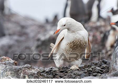 "Gentoo Penguin (Pygoscelis papua), rare leucistic example with an egg, Waterboat Point, Paradise Bay, Antarctic Peninsula, Antarctica" View Large Photo Image Stock Photo - "Gentoo Penguin (Pygoscelis papua), rare leucistic example with an egg, Waterboat Point, Paradise Bay, Antarctic Peninsula, Antarctica". Fotosearch