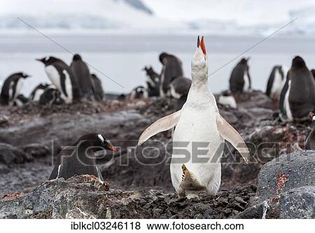 "Gentoo Penguin (Pygoscelis papua), rare leucistic example, calling with an egg in the middle of a colony of regular coloured adult birds, Waterboat Point, Paradise Bay, Antarctic Peninsula, Antarctica" View Large Photo Image Stock Photo - "Gentoo Penguin (Pygoscelis papua), rare leucistic example, calling with an egg in the middle of a colony of regular coloured adult birds, Waterboat Point, Paradise Bay, Antarctic Peninsula, Antarctica". Fotosearch