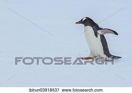"Gentoo Penguin (Pygoscelis papua), Mikkelsen Islands, Antarctica" View Large Photo Image Stock Photo - "Gentoo Penguin (Pygoscelis papua), Mikkelsen Islands, Antarctica". Fotosearch