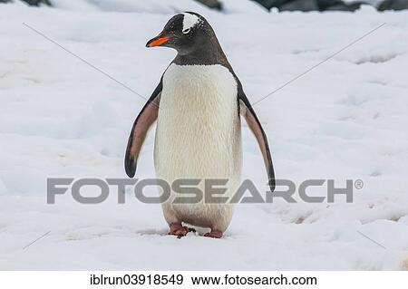 "Gentoo Penguin (Pygoscelis papua), Mikkelsen Islands, Antarctica" View Large Photo Image Stock Photo - "Gentoo Penguin (Pygoscelis papua), Mikkelsen Islands, Antarctica". Fotosearch