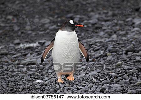 "Gentoo Penguin (Pygoscelis papua), adult, beach, Half Moon Island, Antarctica" View Large Photo Image Stock Photo - "Gentoo Penguin (Pygoscelis papua), adult, beach, Half Moon Island, Antarctica". Fotosearch