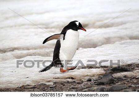 "Gentoo Penguin (Pygoscelis papua), adult, walking, Half Moon Island, Antarctica" View Large Photo Image Stock Photo - "Gentoo Penguin (Pygoscelis papua), adult, walking, Half Moon Island, Antarctica". Fotosearch