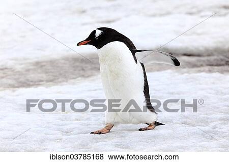 "Gentoo Penguin (Pygoscelis papua), adult, walking, snow, Half Moon Island, Antarctica" View Large Photo Image Stock Photo - "Gentoo Penguin (Pygoscelis papua), adult, walking, snow, Half Moon Island, Antarctica". Fotosearch