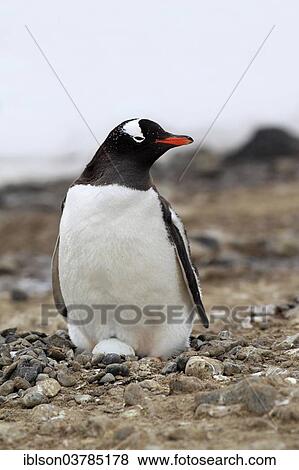 "Gentoo Penguin (Pygoscelis papua), adult, on nest with egg, brooding, Half Moon Island, Antarctica" View Large Photo Image Stock Photo - "Gentoo Penguin (Pygoscelis papua), adult, on nest with egg, brooding, Half Moon Island, Antarctica". Fotosearch