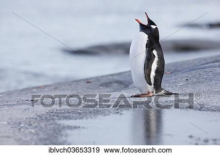 "Gentoo Penguin (Pygoscelis papua), calling, Antarctica" View Large Photo Image Stock Photo - "Gentoo Penguin (Pygoscelis papua), calling, Antarctica". Fotosearch