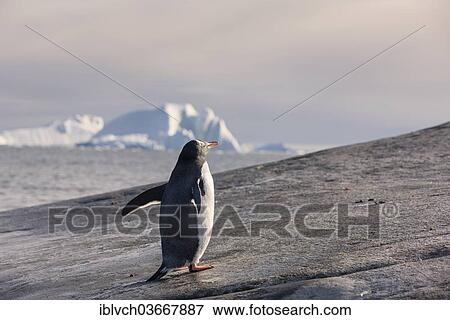 "Gentoo Penguin (Pygoscelis papua), iceberg, Antarctica" View Large Photo Image Stock Photo - "Gentoo Penguin (Pygoscelis papua), iceberg, Antarctica". Fotosearch