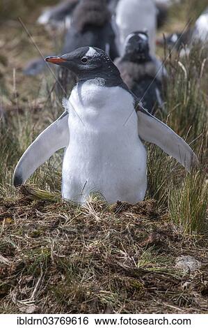 "Gentoo Penguin (Pygoscelis papua), juvenile, Godthul, South Georgia and the South Sandwich Islands, United Kingdom, Antarctica" View Large Photo Image Stock Photograph - "Gentoo Penguin (Pygoscelis papua), juvenile, Godthul, South Georgia and the South Sandwich Islands, United Kingdom, Antarctica". Fotosearch