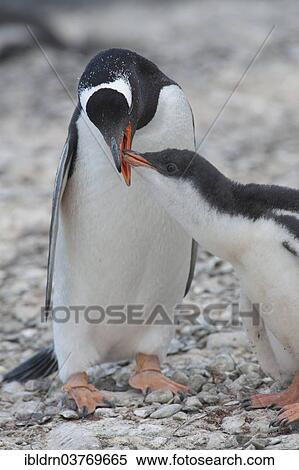 Stock Photography - "Gentoo Penguin (Pygoscelis papua) feeding young, Brown Bluff, Antarctic Peninsula, Antarctica". Fotosearch
