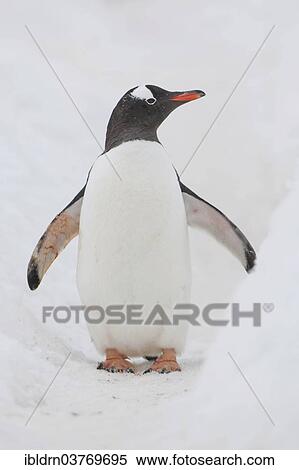 Stock Photography - "Gentoo Penguin (Pygoscelis papua), Walker Bay, Livingston Island, South Shetland Islands, Antarctica". Fotosearch