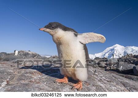 "Gentoo Penguin (Pygoscelis papua), chick with downy plumage, Jougla Point, Port Lockroy, Antarctic Peninsula, Antarctica" View Large Photo Image Stock Photography - "Gentoo Penguin (Pygoscelis papua), chick with downy plumage, Jougla Point, Port Lockroy, Antarctic Peninsula, Antarctica". Fotosearch