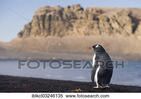 "Gentoo Penguin (Pygoscelis papua), Whalers Bay, Deception Island, South Shetland Islands, Antarctic Peninsula, Antarctica" View Large Photo Image Stock Photography - "Gentoo Penguin (Pygoscelis papua), Whalers Bay, Deception Island, South Shetland Islands, Antarctic Peninsula, Antarctica". Fotosearch
