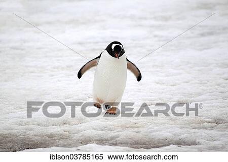 "Gentoo Penguin (Pygoscelis papua), adult, walking, snow, Half Moon Island, Antarctica" View Large Photo Image Stock Photography - "Gentoo Penguin (Pygoscelis papua), adult, walking, snow, Half Moon Island, Antarctica". Fotosearch