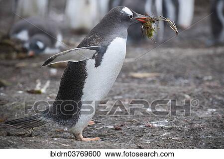 "Gentoo Penguin (Pygoscelis papua) with nesting material, Grytviken, South Georgia and the South Sandwich Islands, United Kingdom, Antarctica" View Large Photo Image Stock Image - "Gentoo Penguin (Pygoscelis papua) with nesting material, Grytviken, South Georgia and the South Sandwich Islands, United Kingdom, Antarctica". Fotosearch