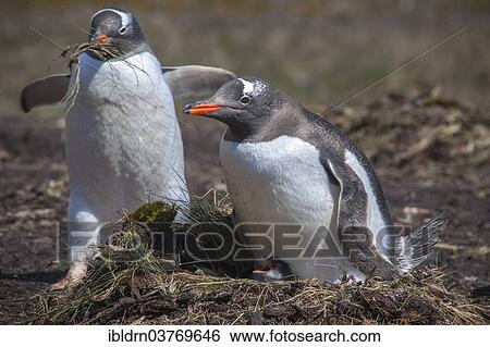 "Gentoo Penguin (Pygoscelis papua) with chick at nest, Godthul, South Georgia and the South Sandwich Islands, United Kingdom, Antarctica" View Large Photo Image Stock Photograph - "Gentoo Penguin (Pygoscelis papua) with chick at nest, Godthul, South Georgia and the South Sandwich Islands, United Kingdom, Antarctica". Fotosearch