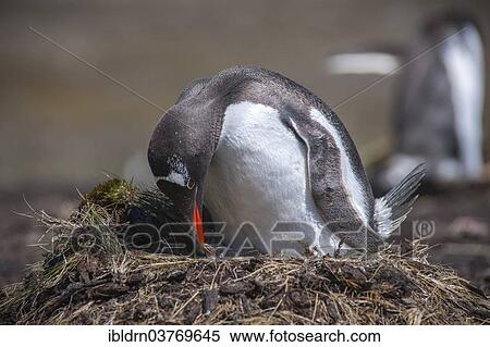 "Gentoo Penguin (Pygoscelis papua) with chick at nest, Godthul, South Georgia and the South Sandwich Islands, United Kingdom, Antarctica" View Large Photo Image Stock Photography - "Gentoo Penguin (Pygoscelis papua) with chick at nest, Godthul, South Georgia and the South Sandwich Islands, United Kingdom, Antarctica". Fotosearch