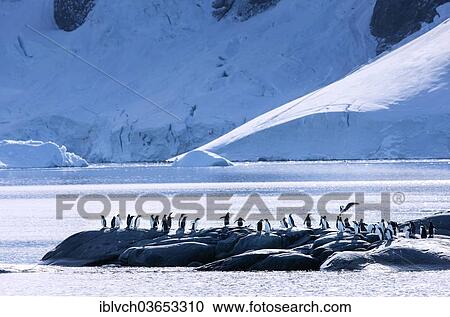 "Gentoo Penguins (Pygoscelis papua) are attacked by a Skua (Stercorarius sp. ), Antarctica" View Large Photo Image Stock Image - "Gentoo Penguins (Pygoscelis papua) are attacked by a Skua (Stercorarius sp. ), Antarctica". Fotosearch