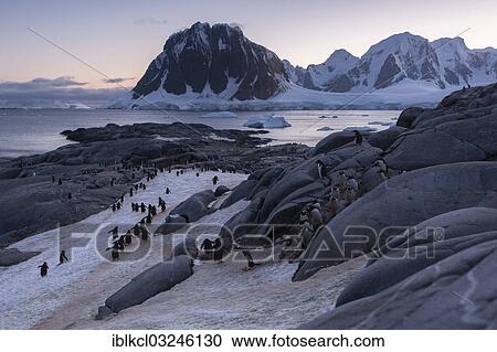 "Gentoo Penguins (Pygoscelis papua) on the way from the colony to the sea, Booth Island, Pleneau Bay, Antarctic Peninsula, Antarctica" View Large Photo Image Stock Image - "Gentoo Penguins (Pygoscelis papua) on the way from the colony to the sea, Booth Island, Pleneau Bay, Antarctic Peninsula, Antarctica". Fotosearch