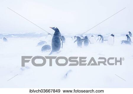 "Gentoo Penguins (Pygoscelis papua) on the ice during a snow storm, Antarctica" View Large Photo Image Stock Photo - "Gentoo Penguins (Pygoscelis papua) on the ice during a snow storm, Antarctica". Fotosearch