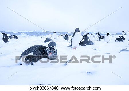 "Gentoo Penguins (Pygoscelis papua) on the ice during a snow storm, Antarctica" View Large Photo Image Stock Photograph - "Gentoo Penguins (Pygoscelis papua) on the ice during a snow storm, Antarctica". Fotosearch