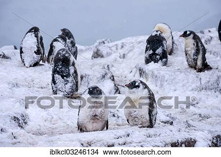 "Gentoo Penguins (Pygoscelis papua), juveniles with moulting plumage during heavy snowfall, Jougla Point, Port Lockroy, Antarctic Peninsula, Antarctica" View Large Photo Image Picture - "Gentoo Penguins (Pygoscelis papua), juveniles with moulting plumage during heavy snowfall, Jougla Point, Port Lockroy, Antarctic Peninsula, Antarctica". Fotosearch