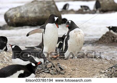 "Gentoo Penguins (Pygoscelis papua), adult, pair, nest, brooding, Half Moon Island, Antarctica" View Large Photo Image Picture - "Gentoo Penguins (Pygoscelis papua), adult, pair, nest, brooding, Half Moon Island, Antarctica". Fotosearch