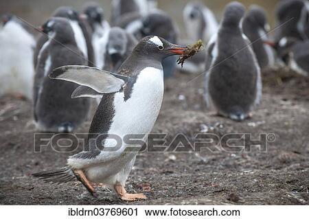 "Gentoo Penguins (Pygoscelis papua) with nesting material, Grytviken, South Georgia and the South Sandwich Islands, United Kingdom, Antarctica" View Large Photo Image Stock Image - "Gentoo Penguins (Pygoscelis papua) with nesting material, Grytviken, South Georgia and the South Sandwich Islands, United Kingdom, Antarctica". Fotosearch