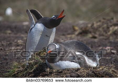 Stock Image - "Gentoo penguins (Pygoscelis papua) breeding on the nest, Godthul, South Georgia and the South Sandwich Islands, United Kingdom, Antarctica". Fotosearch