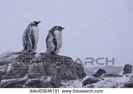 "Gentoo Penguins (Pygoscelis papua), juveniles with moulting plumage during heavy snowfall, Jougla Point, Port Lockroy, Antarctic Peninsula, Antarctica" View Large Photo Image Stock Image - "Gentoo Penguins (Pygoscelis papua), juveniles with moulting plumage during heavy snowfall, Jougla Point, Port Lockroy, Antarctic Peninsula, Antarctica". Fotosearch
