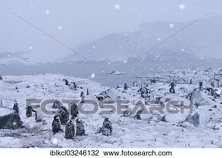 "Gentoo Penguins (Pygoscelis papua), juveniles with moulting plumage during heavy snowfall, Jougla Point, Port Lockroy, Antarctic Peninsula, Antarctica" View Large Photo Image Stock Image - "Gentoo Penguins (Pygoscelis papua), juveniles with moulting plumage during heavy snowfall, Jougla Point, Port Lockroy, Antarctic Peninsula, Antarctica". Fotosearch