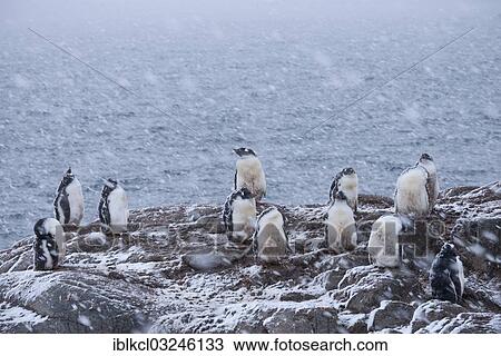 "Gentoo Penguins (Pygoscelis papua), juveniles with moulting plumage during heavy snowfall, Jougla Point, Port Lockroy, Antarctic Peninsula, Antarctica" View Large Photo Image Stock Image - "Gentoo Penguins (Pygoscelis papua), juveniles with moulting plumage during heavy snowfall, Jougla Point, Port Lockroy, Antarctic Peninsula, Antarctica". Fotosearch