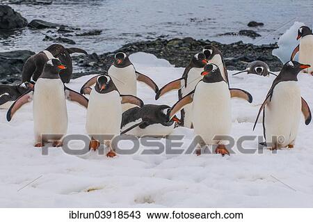 "Gentoo Penguins (Pygoscelis papua), colony, Mikkelsen Islands, Antarctica" View Large Photo Image Stock Image - "Gentoo Penguins (Pygoscelis papua), colony, Mikkelsen Islands, Antarctica". Fotosearch