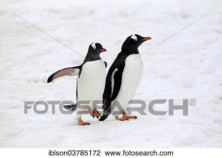 "Gentoo Penguins (Pygoscelis papua) pair, Half Moon Island, Antarctica" View Large Photo Image Stock Image - "Gentoo Penguins (Pygoscelis papua) pair, Half Moon Island, Antarctica". Fotosearch