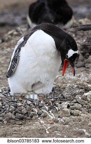 "Gentoo Penguins (Pygoscelis papua), adult on nest with egg, brooding, calling, Half Moon Island, Antarctica" View Large Photo Image Stock Image - "Gentoo Penguins (Pygoscelis papua), adult on nest with egg, brooding, calling, Half Moon Island, Antarctica". Fotosearch