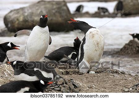 "Gentoo Penguins (Pygoscelis papua), adult, group, nest, threatening, Half Moon Island, Antarctica" View Large Photo Image Stock Image - "Gentoo Penguins (Pygoscelis papua), adult, group, nest, threatening, Half Moon Island, Antarctica". Fotosearch