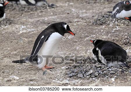 "Gentoo Penguins (Pygoscelis papua), adult, pair, nest, brooding, Half Moon Island, Antarctica" View Large Photo Image Stock Image - "Gentoo Penguins (Pygoscelis papua), adult, pair, nest, brooding, Half Moon Island, Antarctica". Fotosearch