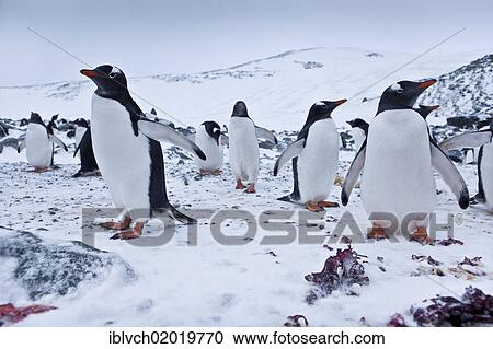 "Gentoo Penguins (Pygoscelis papua), colony, Antarctic Region, Antarctica" View Large Photo Image Stock Image - "Gentoo Penguins (Pygoscelis papua), colony, Antarctic Region, Antarctica". Fotosearch