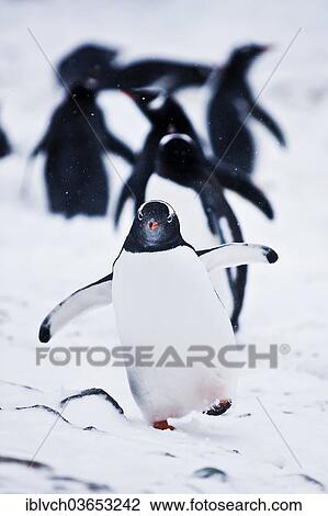 "Gentoo Penguins (Pygoscelis papua), Antarctica" View Large Photo Image Stock Image - "Gentoo Penguins (Pygoscelis papua), Antarctica". Fotosearch