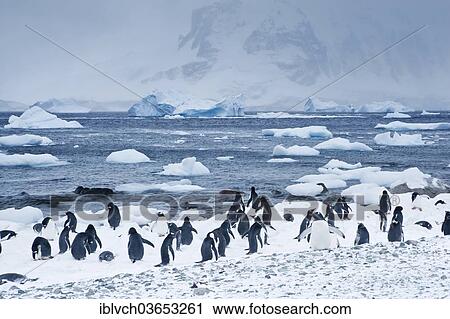 "Gentoo Penguins (Pygoscelis papua), Antarctica" View Large Photo Image Stock Image - "Gentoo Penguins (Pygoscelis papua), Antarctica". Fotosearch