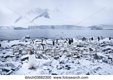 Stock Image - "Gentoo Penguins (Pygoscelis papua), Antarctic Peninsula, Antarctica". Fotosearch