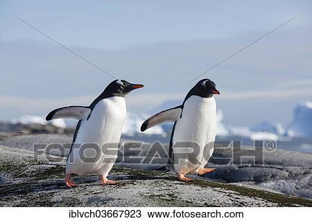 "Gentoo Penguins (Pygoscelis papua), Antarctica" View Large Photo Image Stock Image - "Gentoo Penguins (Pygoscelis papua), Antarctica". Fotosearch