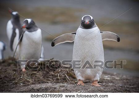 "Gentoo Penguins (Pygoscelis papua), Grytviken, South Georgia and the South Sandwich Islands, United Kingdom, Antarctica" View Large Photo Image Stock Photo - "Gentoo Penguins (Pygoscelis papua), Grytviken, South Georgia and the South Sandwich Islands, United Kingdom, Antarctica". Fotosearch