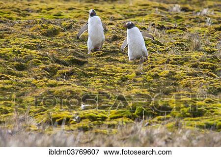 "Gentoo Penguins (Pygoscelis papua), Godthul, South Georgia and the South Sandwich Islands, United Kingdom, Antarctica" View Large Photo Image Stock Photo - "Gentoo Penguins (Pygoscelis papua), Godthul, South Georgia and the South Sandwich Islands, United Kingdom, Antarctica". Fotosearch