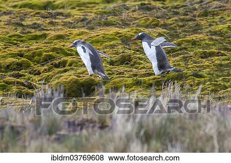 Stock Photo - "Gentoo Penguins (Pygoscelis papua), Godthul, South Georgia and the South Sandwich Islands, United Kingdom, Antarctica". Fotosearch