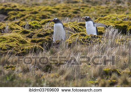 "Gentoo Penguins (Pygoscelis papua), Godthul, South Georgia and the South Sandwich Islands, United Kingdom, Antarctica" View Large Photo Image Stock Photo - "Gentoo Penguins (Pygoscelis papua), Godthul, South Georgia and the South Sandwich Islands, United Kingdom, Antarctica". Fotosearch