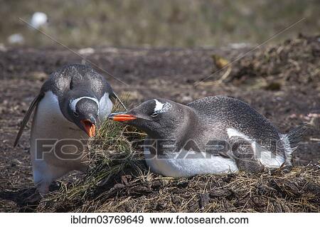 "Gentoo penguins (Pygoscelis papua) breeding on the nest, Godthul, South Georgia and the South Sandwich Islands, United Kingdom, Antarctica" View Large Photo Image Stock Photo - "Gentoo penguins (Pygoscelis papua) breeding on the nest, Godthul, South Georgia and the South Sandwich Islands, United Kingdom, Antarctica". Fotosearch