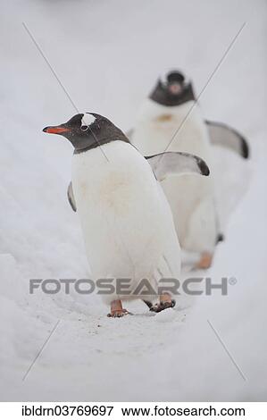 "Gentoo penguins (Pygoscelis papua), Walker Bay, Livingston Island, South Shetland Islands, Antarctica" View Large Photo Image Stock Photo - "Gentoo penguins (Pygoscelis papua), Walker Bay, Livingston Island, South Shetland Islands, Antarctica". Fotosearch