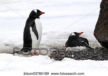 "Gentoo Penguins (Pygoscelis papua), brooding adult pair on nest, Half Moon Island, Antarctica" View Large Photo Image Stock Photo - "Gentoo Penguins (Pygoscelis papua), brooding adult pair on nest, Half Moon Island, Antarctica". Fotosearch