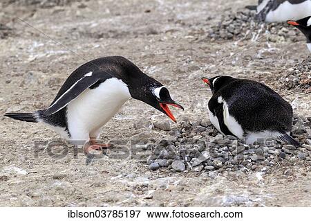 "Gentoo Penguins (Pygoscelis papua), adult, pair, nest, brooding, Half Moon Island, Antarctica" View Large Photo Image Stock Photo - "Gentoo Penguins (Pygoscelis papua), adult, pair, nest, brooding, Half Moon Island, Antarctica". Fotosearch