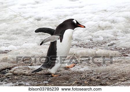 "Gentoo Penguins (Pygoscelis papua), adult, walking with nesting material, Half Moon Island, Antarctica" View Large Photo Image Stock Photo - "Gentoo Penguins (Pygoscelis papua), adult, walking with nesting material, Half Moon Island, Antarctica". Fotosearch